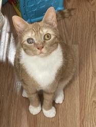 Lost Male Cat last seen Stagecoach drive, McDowell County, NC 28761