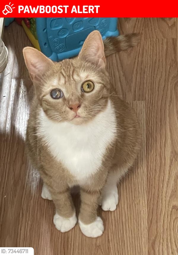 Lost Male Cat last seen Stagecoach drive, McDowell County, NC 28761