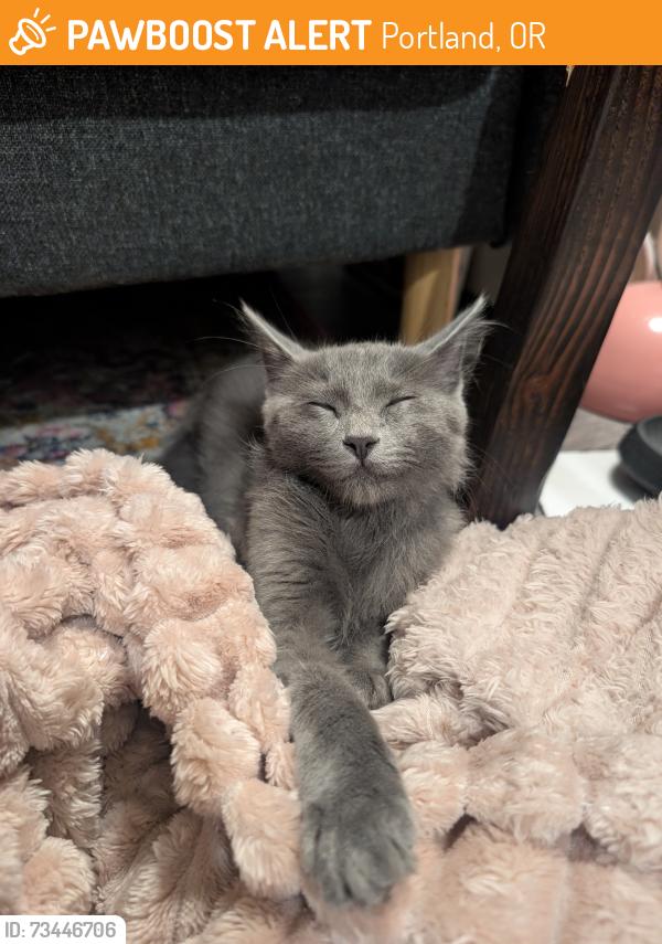 Found/Stray Male Cat last seen N Montana Ave, Portland, OR 97217
