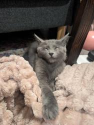 Found/Stray Male Cat last seen N Montana Ave, Portland, OR 97217