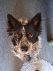 Reunited Male Dog last seen Last seen heading up Hopkins past Stafford park towards the Alameda and the hills., Redwood City, CA 94062