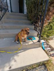 Found/Stray Male Dog last seen Willow Dr. and Riverview Park, Oildale, Ca, Bakersfield, CA 93308