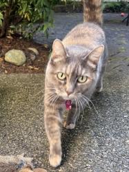 Lost Female Cat last seen Near 239th ave se, Sammamish, WA 98075