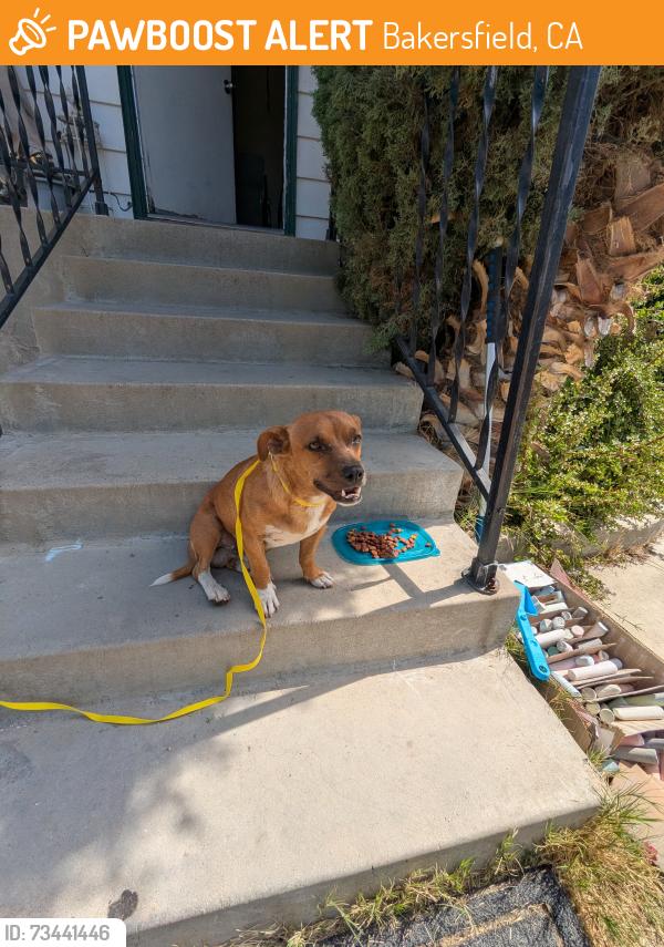 Found/Stray Male Dog last seen Willow Dr. and Riverview Park, Oildale, Ca, Bakersfield, CA 93308