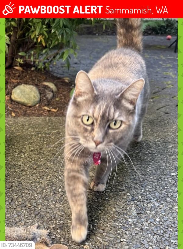 Lost Female Cat last seen Near 239th ave se, Sammamish, WA 98075