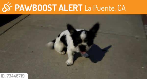 Found/Stray Male Dog last seen Meadowside st, La Puente, CA 91744