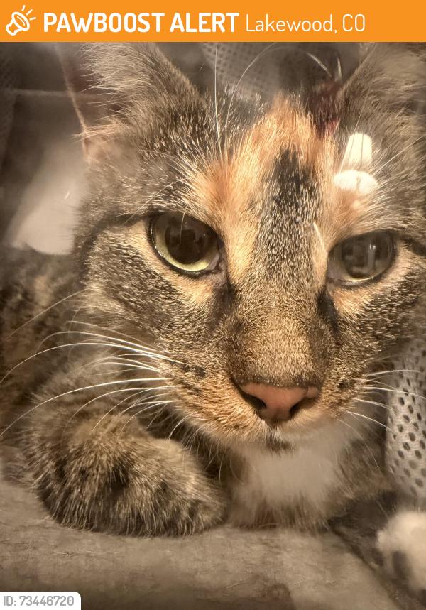 Found/Stray Unknown Cat last seen S Pierce Street, seen on S Otis Street and W Amherst Street, Lakewood, CO 80226