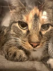 Found/Stray Unknown Cat last seen S Pierce Street, seen on S Otis Street and W Amherst Street, Lakewood, CO 80226