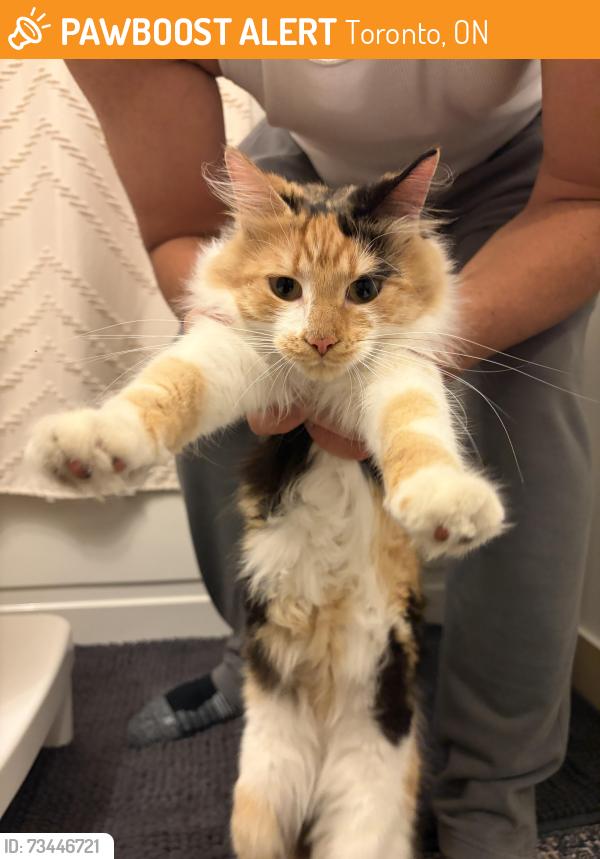 Rehomed Male Cat last seen Marine parade drive trail path, Toronto, ON 