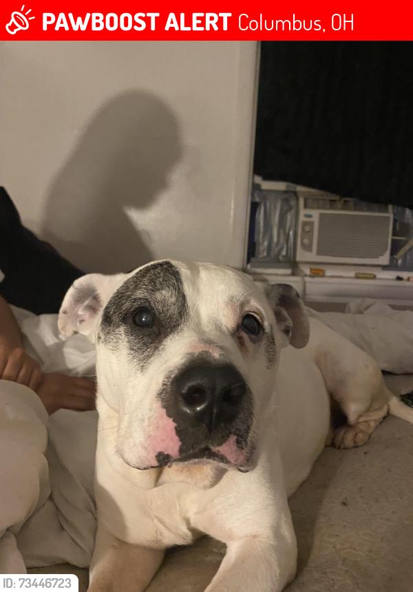 Lost Male Dog last seen Huy rd, Columbus, OH 43224