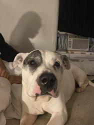 Lost Male Dog last seen Huy rd, Columbus, OH 43224