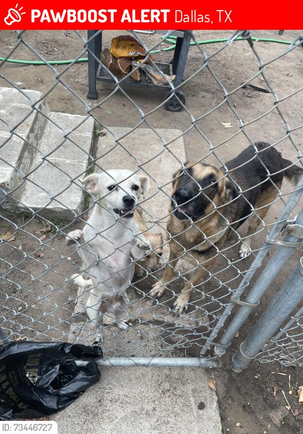 Lost Female Dog last seen Bruton rd, Dallas, TX 75217