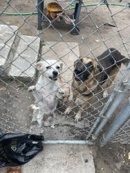 Lost Female Dog last seen Bruton rd, Dallas, TX 75217