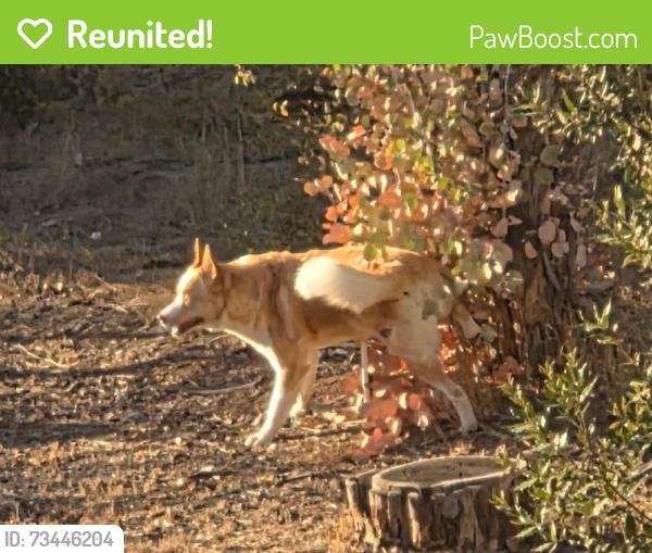 Reunited Male Dog last seen Midway drive, Alpine, CA 91901