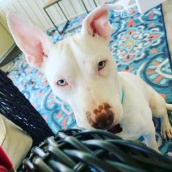 Lost Male Dog last seen Meadowbrook apmts, Foley, AL 36535