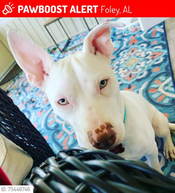 Lost Male Dog last seen Meadowbrook apmts, Foley, AL 36535