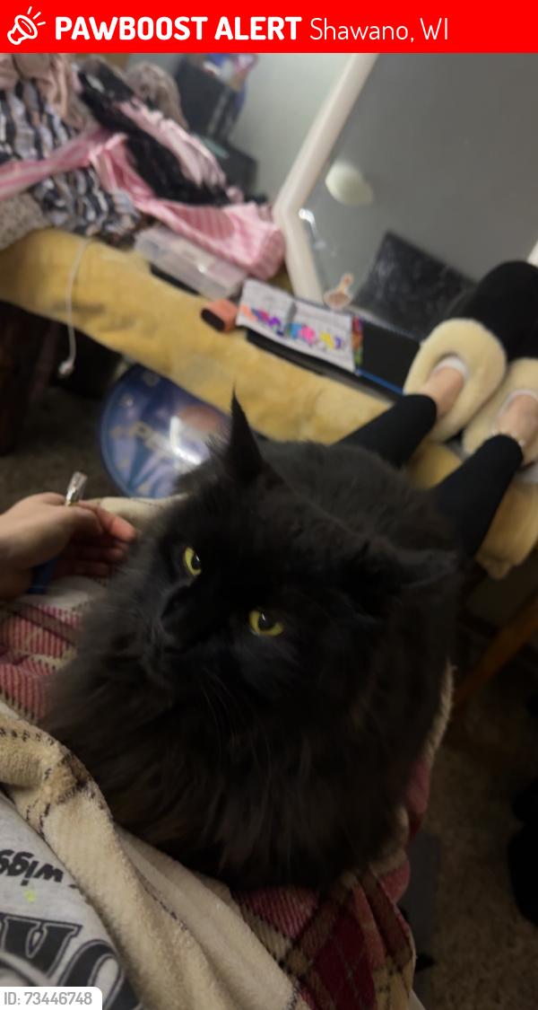 Lost Male Cat last seen Shawano, Shawano, WI 54166