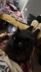 Lost Male Cat last seen Shawano, Shawano, WI 54166
