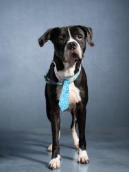 Shelter Stray Male Dog last seen Near -G CANDLEWOOD DR SW, East Point, GA, 1251 Fulton Industrial Blvd NW, Atlanta, GA 30336, USA