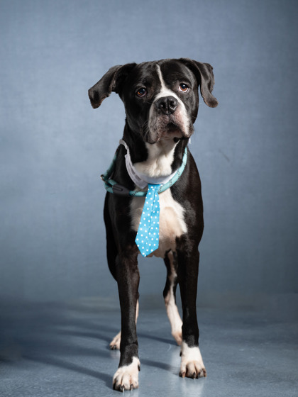 Shelter Stray Male Dog last seen Near -G CANDLEWOOD DR SW, East Point, GA, 1251 Fulton Industrial Blvd NW, Atlanta, GA 30336, USA