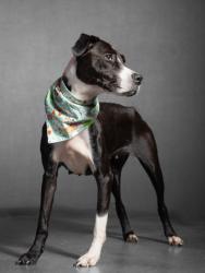 Shelter Stray Female Dog last seen Near Bonneville Terr NW, Atlanta, GA, 1251 Fulton Industrial Blvd NW, Atlanta, GA 30336, USA