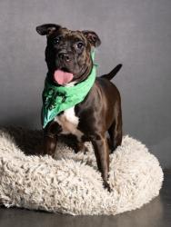 Shelter Stray Female Dog last seen Near Resurrection Way, Union City, GA, 1251 Fulton Industrial Blvd NW, Atlanta, GA 30336, USA