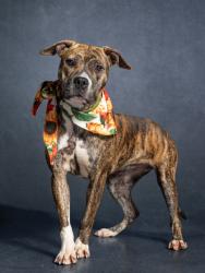 Shelter Stray Female Dog last seen Near Rhodes st, Atlanta, GA, 1251 Fulton Industrial Blvd NW, Atlanta, GA 30336, USA