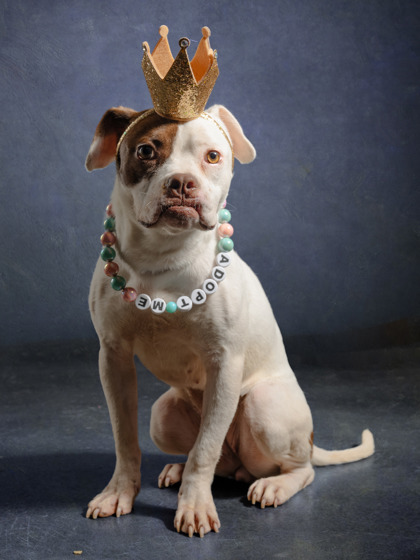 Shelter Stray Female Dog last seen Near The Savoy St., South Fulton, GA, 1251 Fulton Industrial Blvd NW, Atlanta, GA 30336, USA