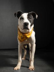 Shelter Stray Male Dog last seen Near Martin Luther King Dr, Atlanta, GA, 1251 Fulton Industrial Blvd NW, Atlanta, GA 30336, USA