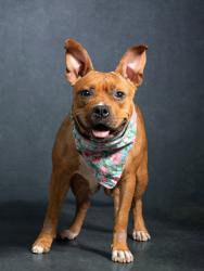 Shelter Stray Female Dog last seen Near Northwest Drive NW, Atlanta, GA, 1251 Fulton Industrial Blvd NW, Atlanta, GA 30336, USA