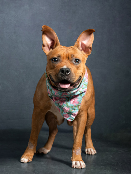 Shelter Stray Female Dog last seen Near Northwest Drive NW, Atlanta, GA, 1251 Fulton Industrial Blvd NW, Atlanta, GA 30336, USA