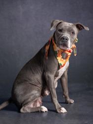 Shelter Stray Female Dog last seen Near thaxton dr, Atlanta, GA, 1251 Fulton Industrial Blvd NW, Atlanta, GA 30336, USA
