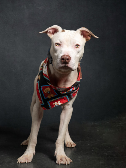 Shelter Stray Male Dog last seen Near harwell rd, Atlanta, GA, 1251 Fulton Industrial Blvd NW, Atlanta, GA 30336, USA