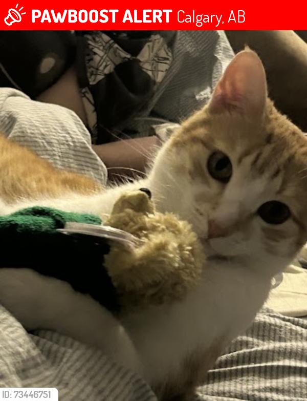 Lost Male Cat last seen Last seen yesterday at Pinewind Rd, Pineridge community and seen today at Bridgeland., Calgary, AB 