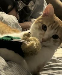Lost Male Cat last seen Last seen yesterday at Pinewind Rd, Pineridge community and seen today at Bridgeland., Calgary, AB 