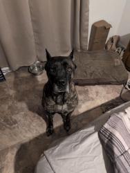 Lost Female Dog last seen French Quarter, New Orleans, LA 70116