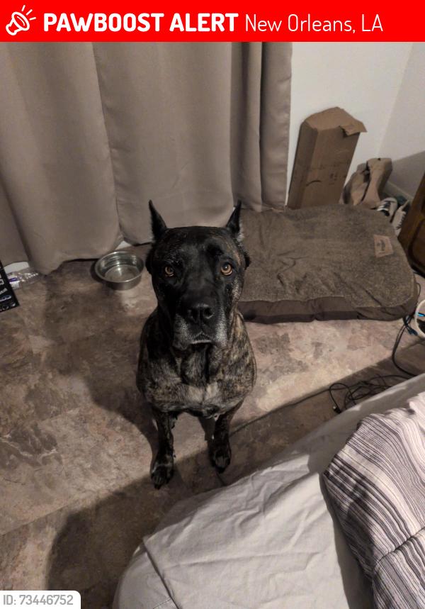 Lost Female Dog last seen French Quarter, New Orleans, LA 70116