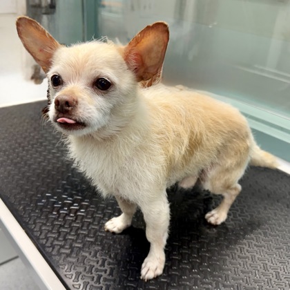 Shelter Stray Male Dog last seen Near foothill, Oakland, CA, 1101 29th Ave, Oakland, CA 94601, USA