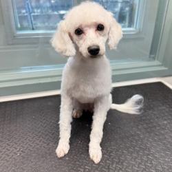Shelter Stray Female Dog last seen Near 13th St, Oakland, CA, 1101 29th Ave, Oakland, CA 94601, USA