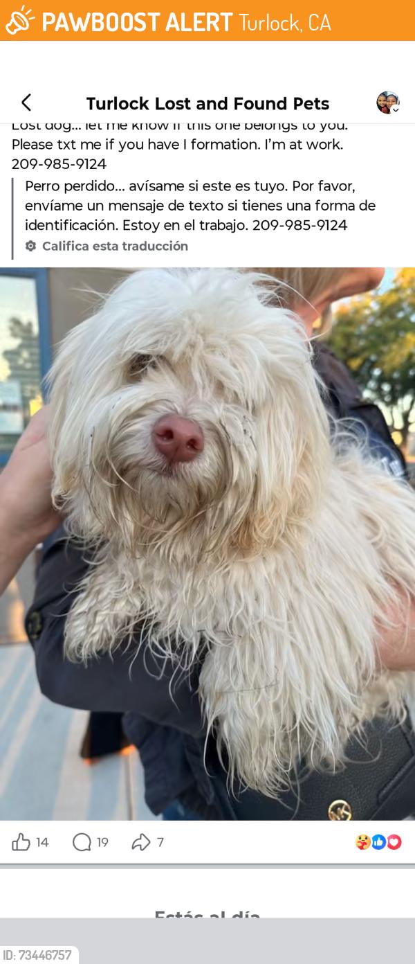Found/Stray Female Dog last seen Turlock, Turlock, CA 95381