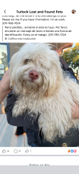 Found/Stray Female Dog last seen Turlock, Turlock, CA 95381