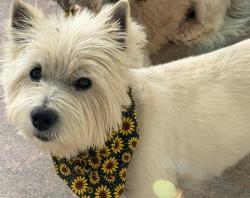 Lost Male Dog last seen W Cambridge st Edinburg tx, Edinburg, TX 78539