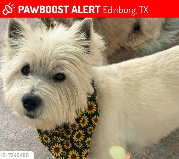 Lost Male Dog last seen W Cambridge st Edinburg tx, Edinburg, TX 78539