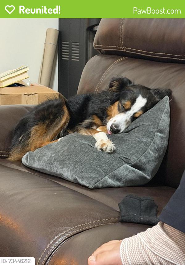 Reunited Female Dog last seen Fry and Cannon Fire, Katy, TX 77449