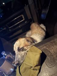 Found/Stray Male Dog last seen Odessa college, Odessa, TX 79762
