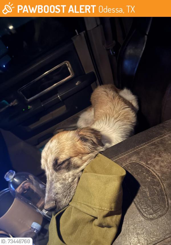 Found/Stray Male Dog last seen Odessa college, Odessa, TX 79762