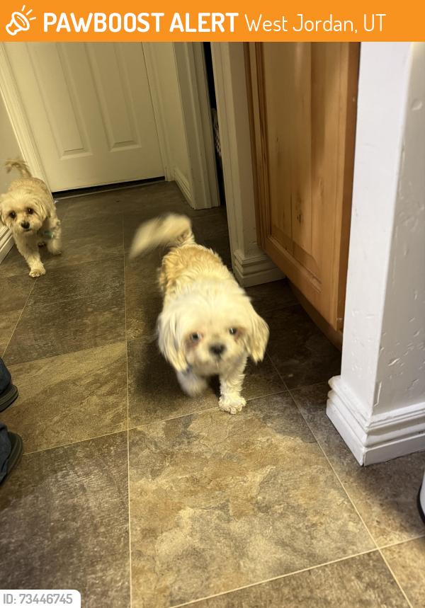 Found/Stray Female Dog last seen Near S 4000 W, West Jordan, UT 84088
