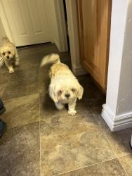 Found/Stray Female Dog last seen Near S 4000 W, West Jordan, UT 84088