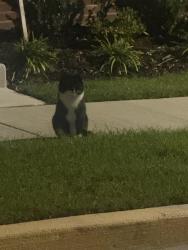 Found/Stray Unknown Cat last seen Montgomery Village, Montgomery Village, MD 20886