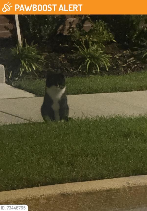 Found/Stray Unknown Cat last seen Montgomery Village, Montgomery Village, MD 20886